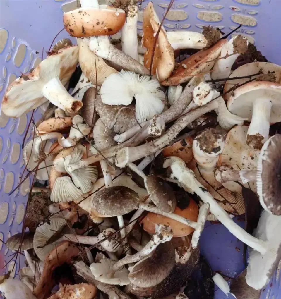 最新资讯 第13页